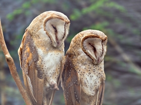 两只瞌睡的猴面鹰摄影图片
